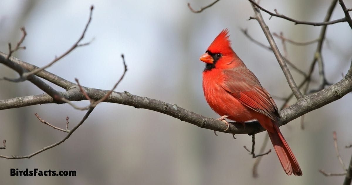 Northern Cardinal Perched On Branch Showing Bright Red Plumage Distinctive Crest And Strong Red Beak