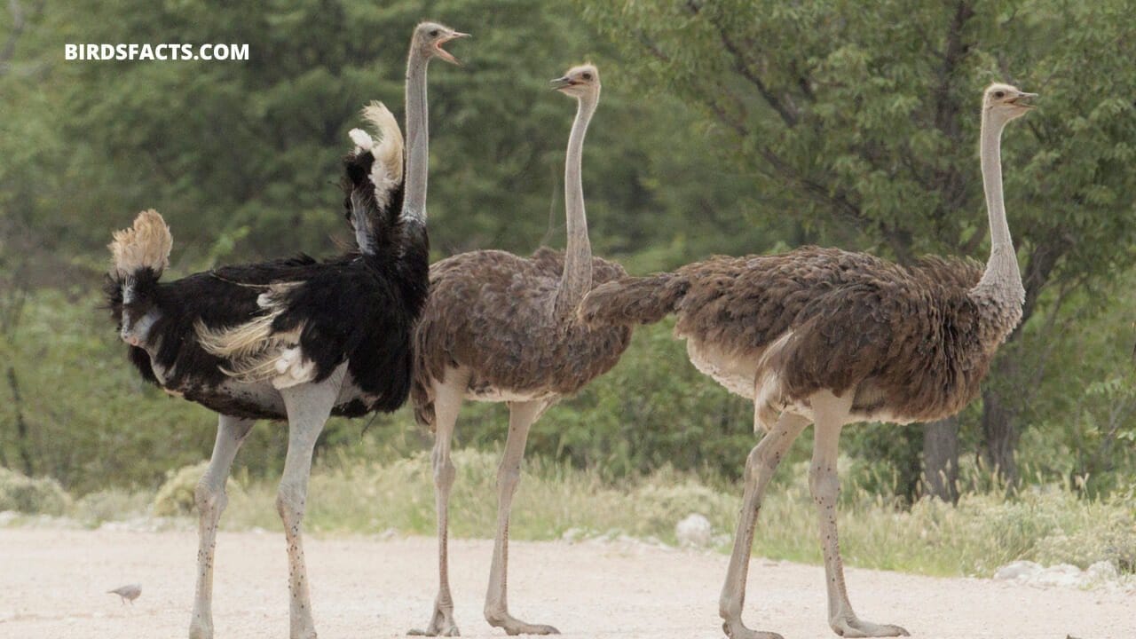 OSTRICH