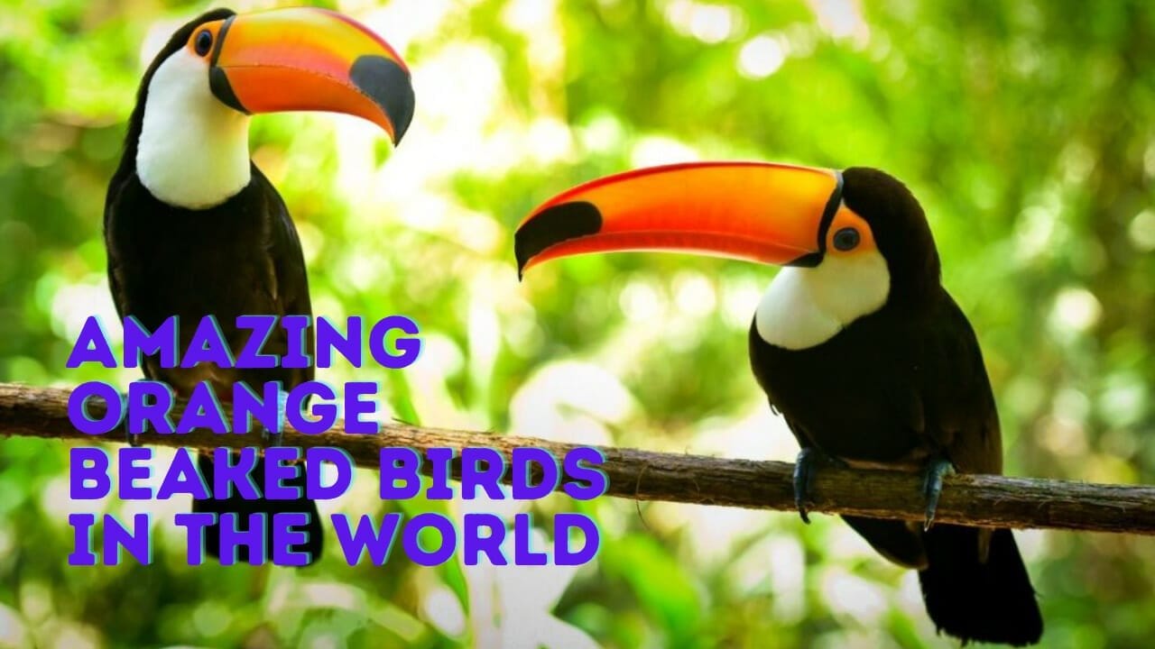 Orange Beaked Birds Orange Beaked Birds