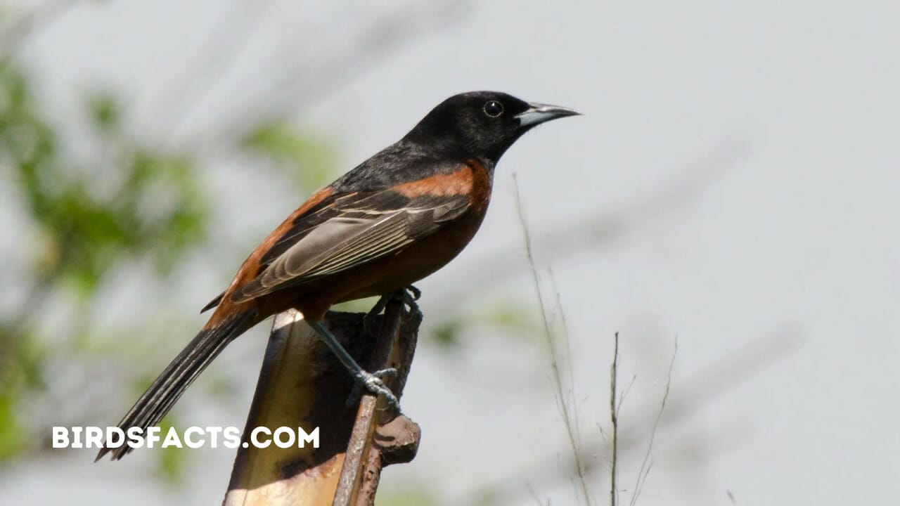 oriole birds in wisconsin