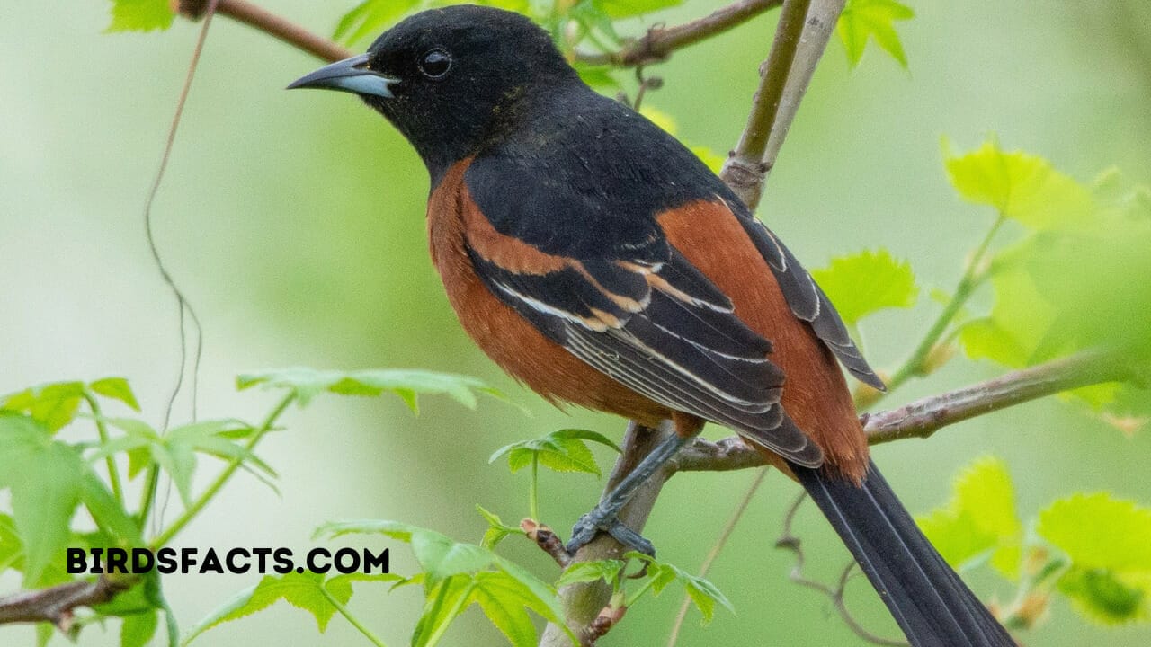 orchard oriole female