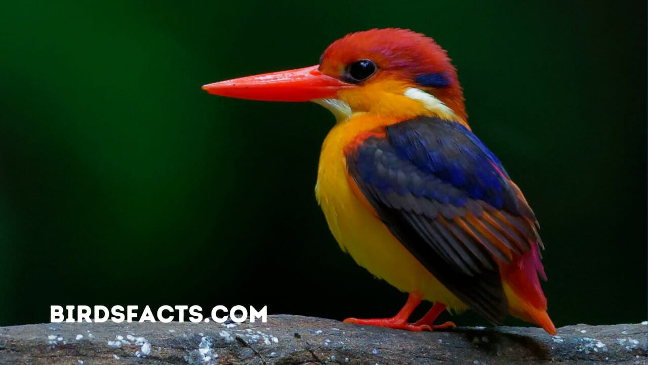 birds with an orange beak