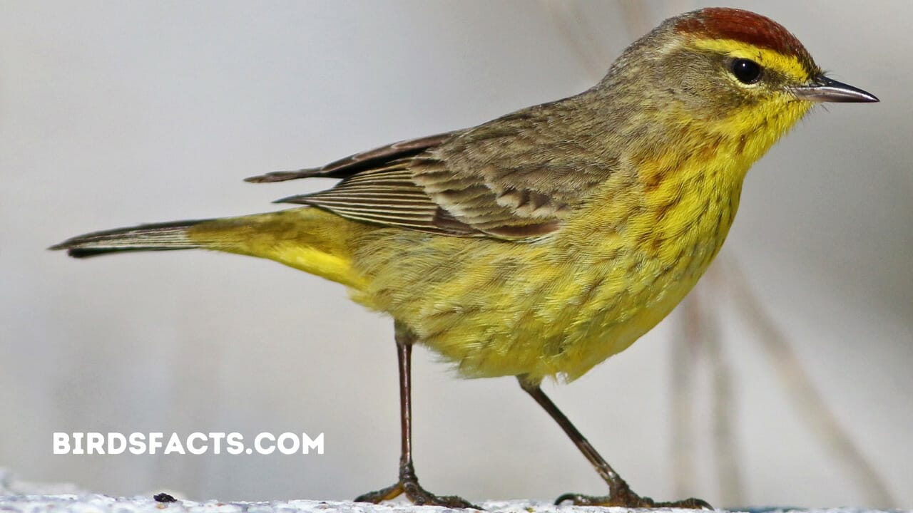 warblers in maine