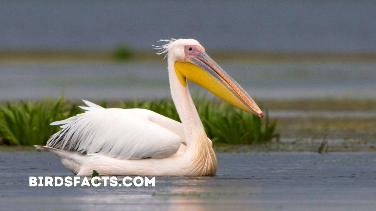 birds with an orange beak birds with an orange beak