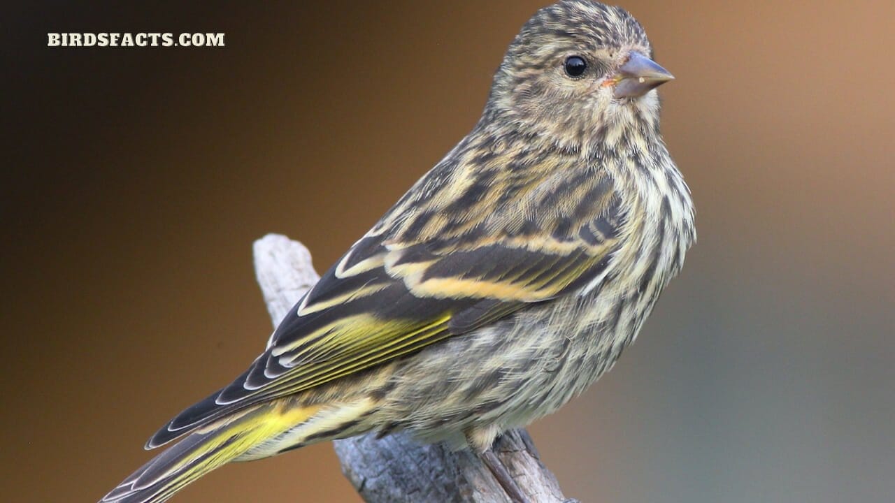 finches of texas