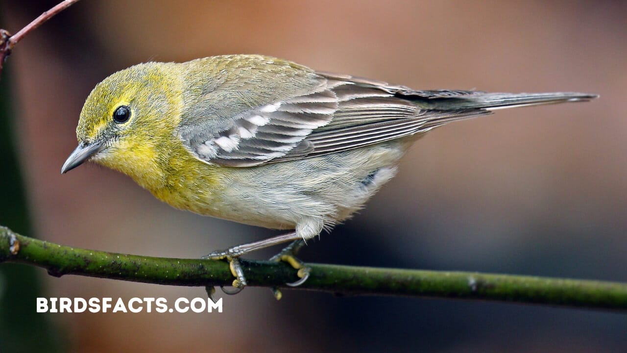 yellow birds in rhode island