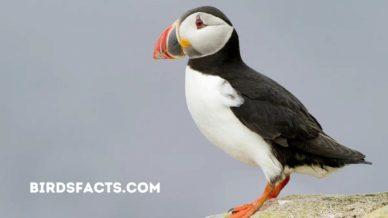 atlantic bird that can fly underwater black puffin
