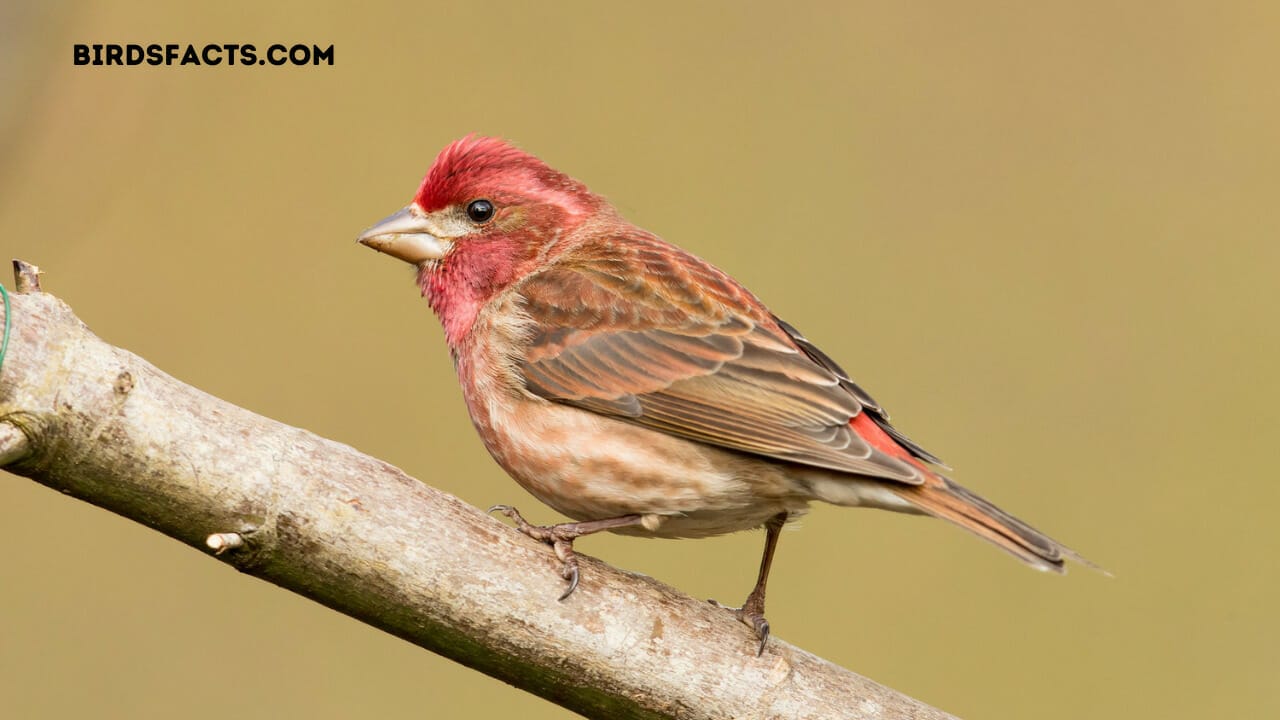 finch bird texas