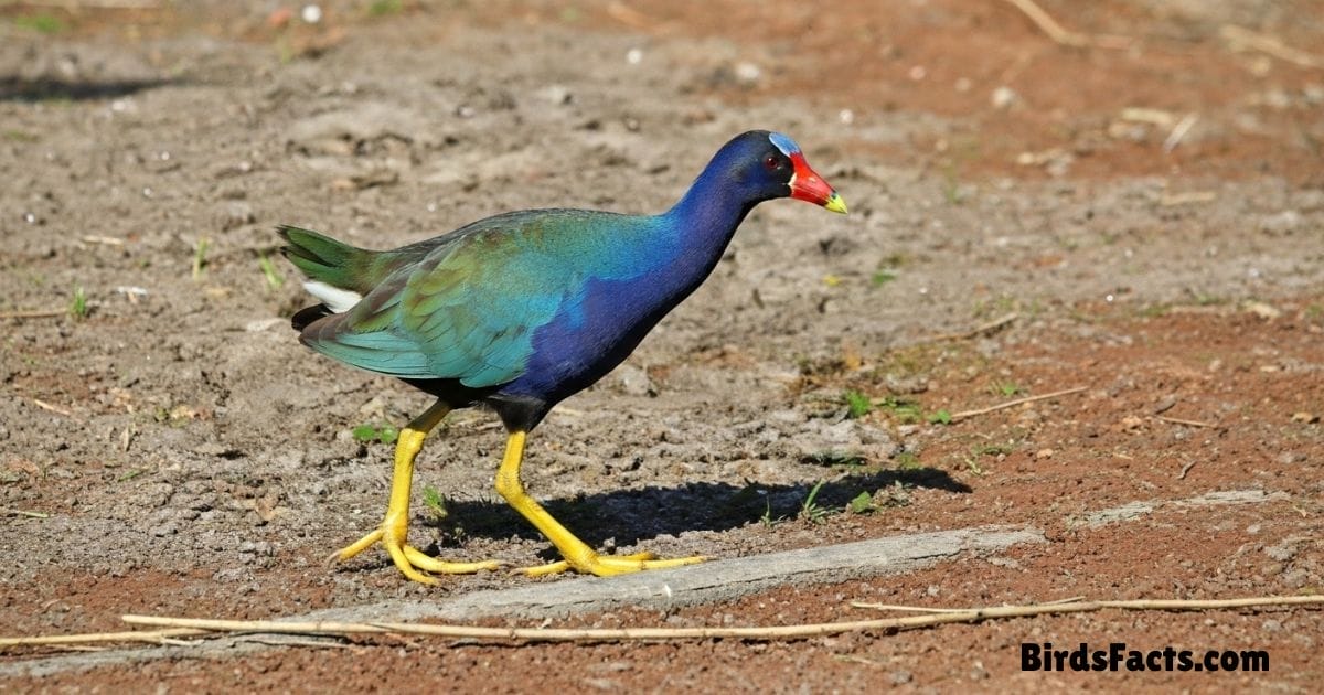 Purple Gallinule Walking On Lily Pads Showing Bright Purple Plumage Green Back Red Beak With Yellow Tip