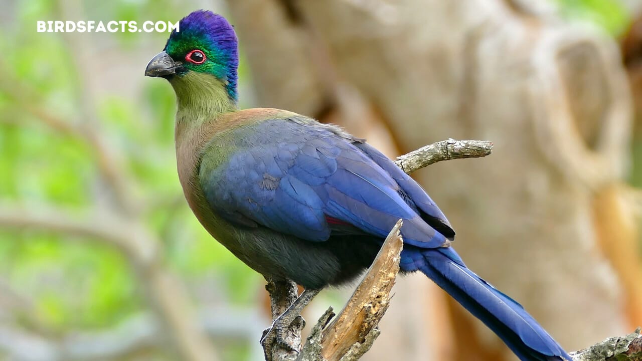 Purple-crested Turaco