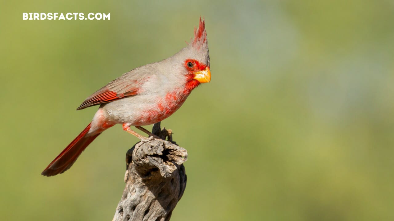 parrot with mohawk