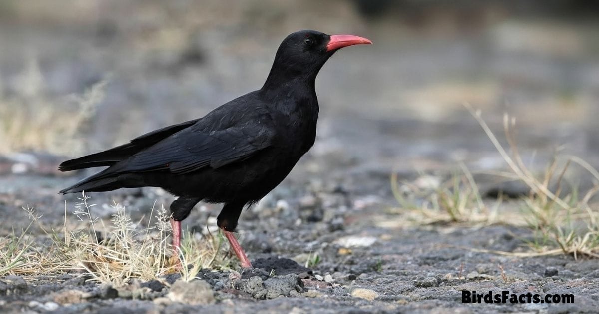 Red Billed Chough Perched On Rock Showing Black Glossy Feathers And Bright Red Curved Beak