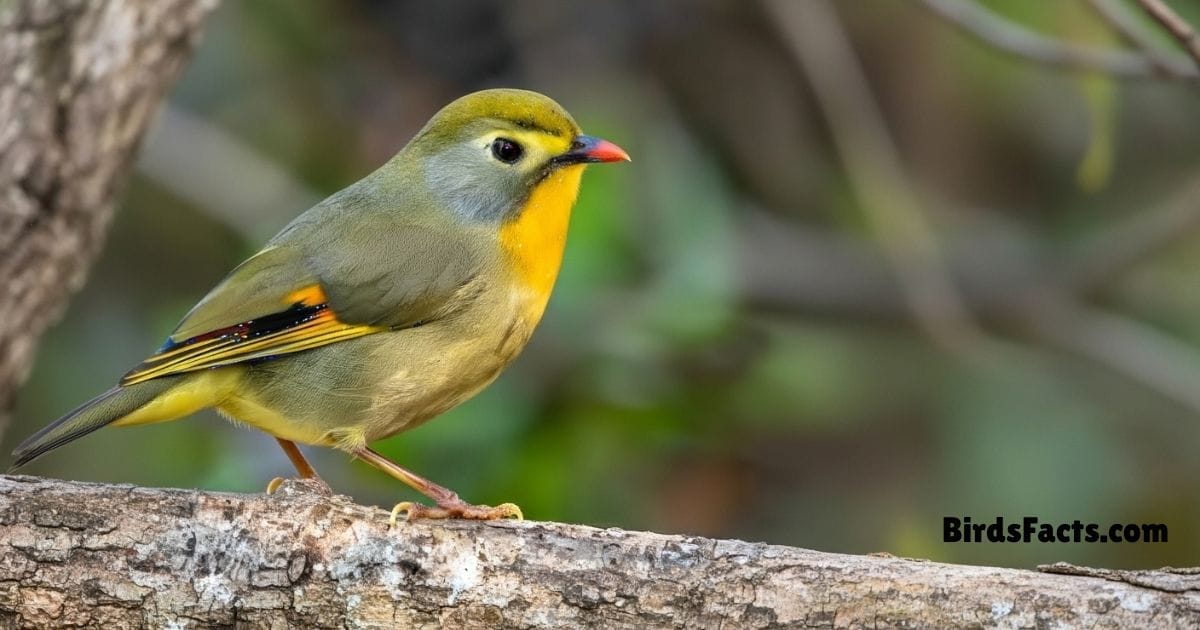 Red Billed Leiothrix Perched On Branch Showing Olive Green Body Yellow Throat And Bright Red Beak