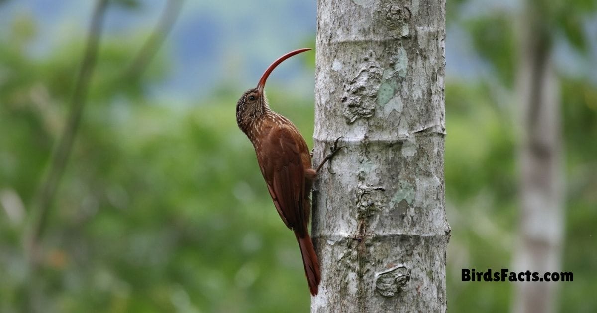 Red Billed Scythebill Clinging To Tree Trunk Showing Brown Body And Long Curved Red Beak