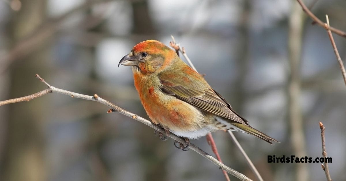 Red Crossbill Perched On Pine Branch Showing Reddish Plumage And Distinctive Crossed Red Beak