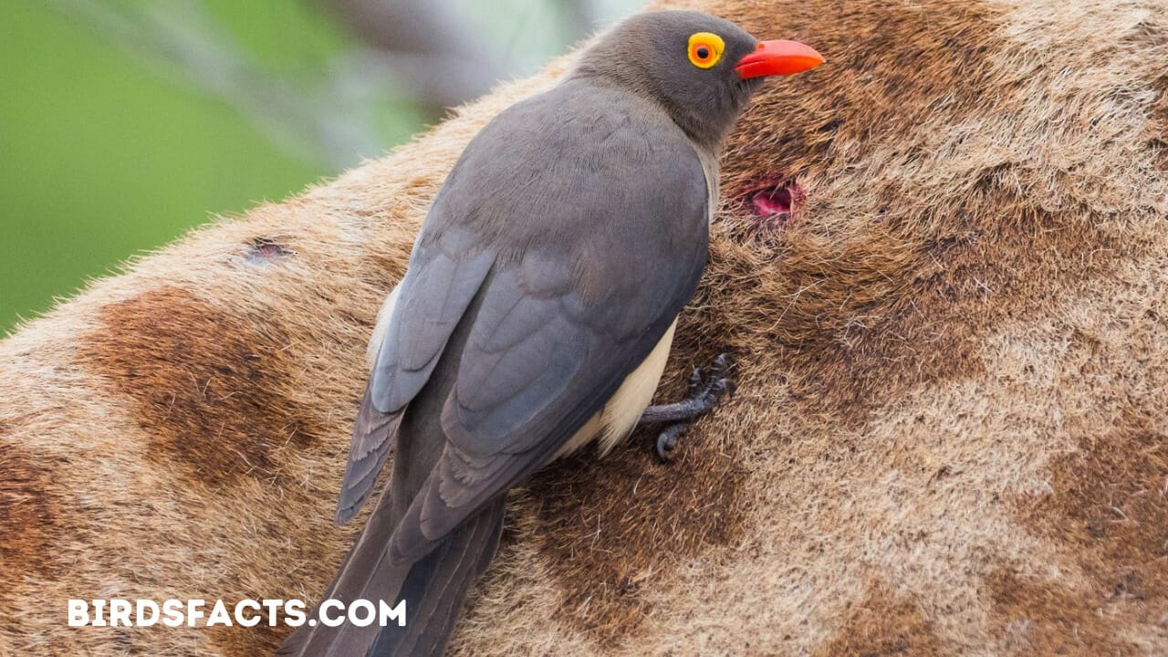 large black bird with red beak