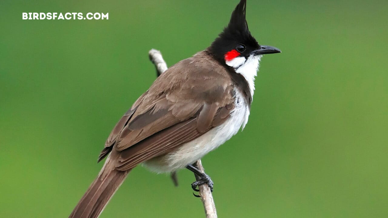 Red-whiskered Bulbul