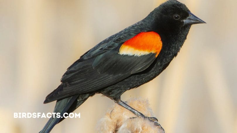 birds similar to red-winged blackbird