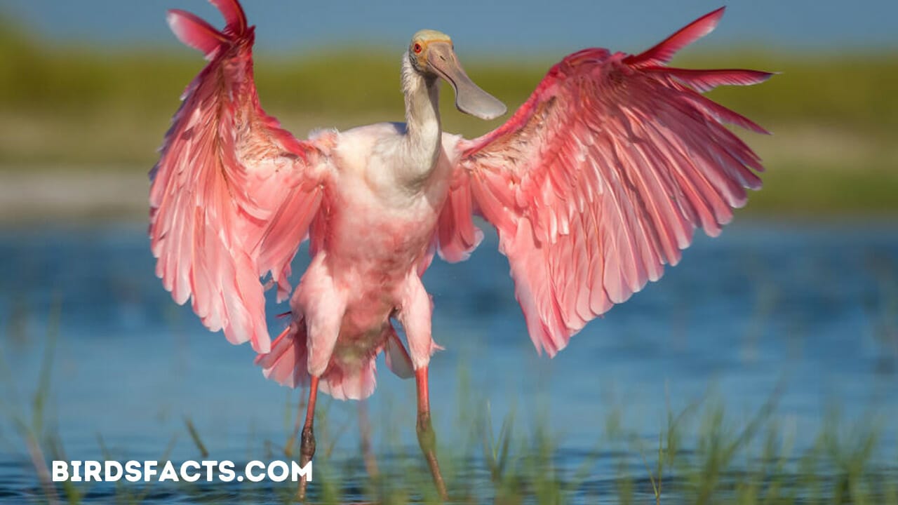 Roseate Spoonbill