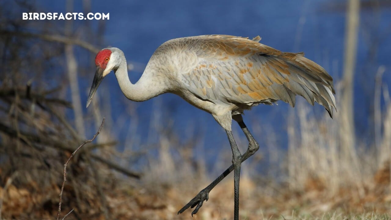 SANDHILL CRANES