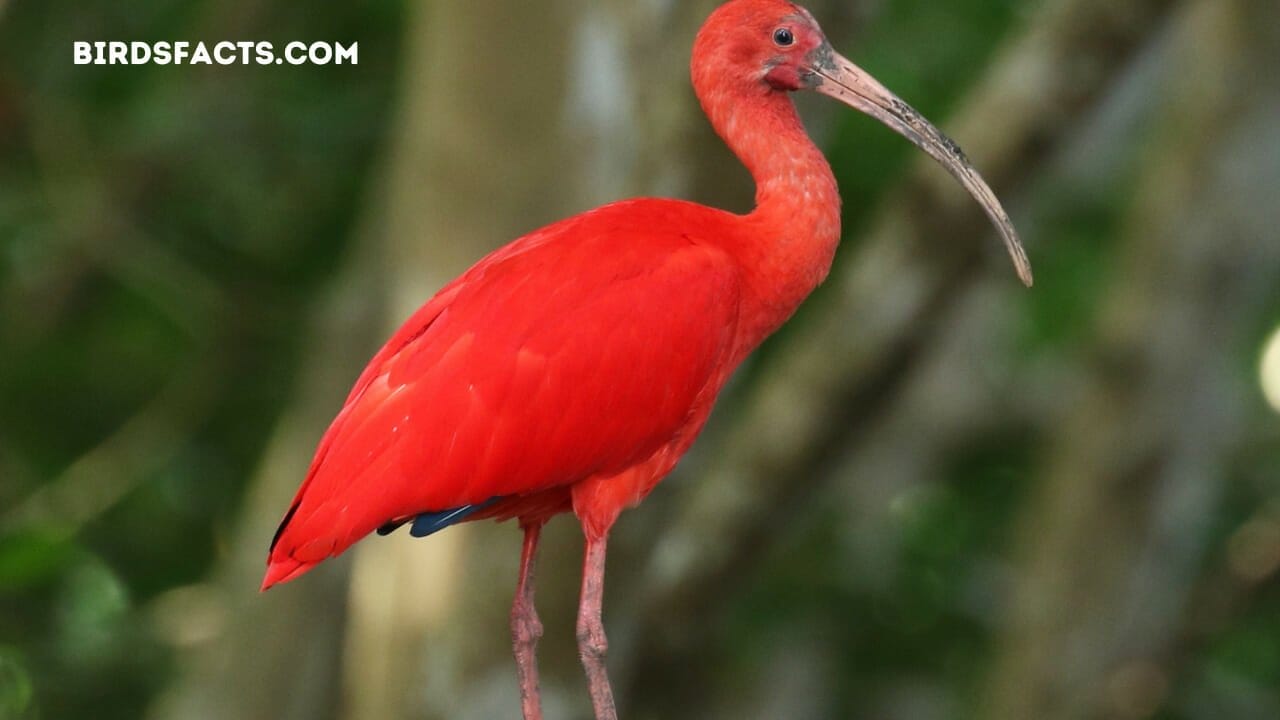 long neck water bird