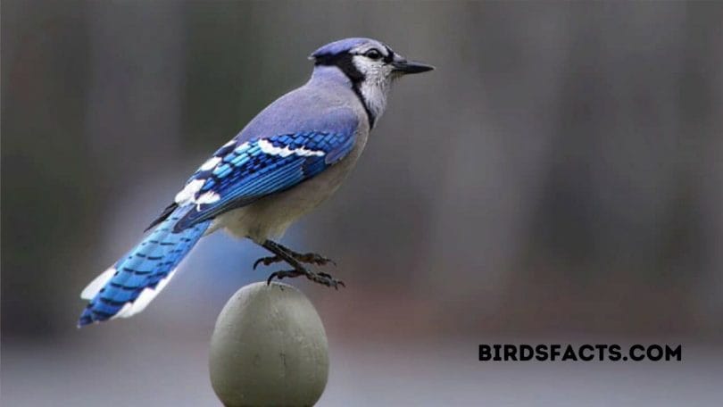 Seeing A Blue Jay Feathers Good Or Bad Luck