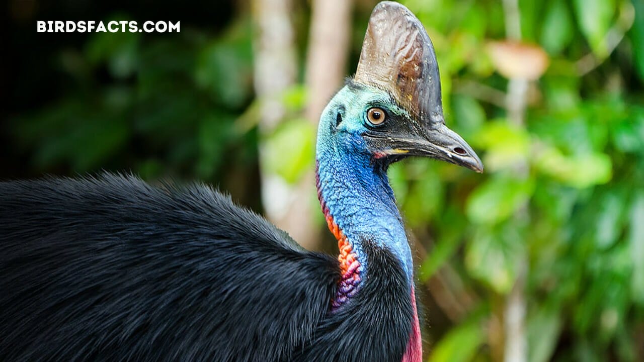 Southern cassowary