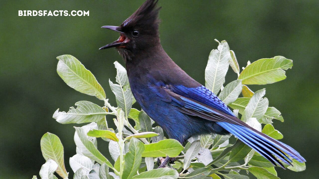 black and white bird with blue tail