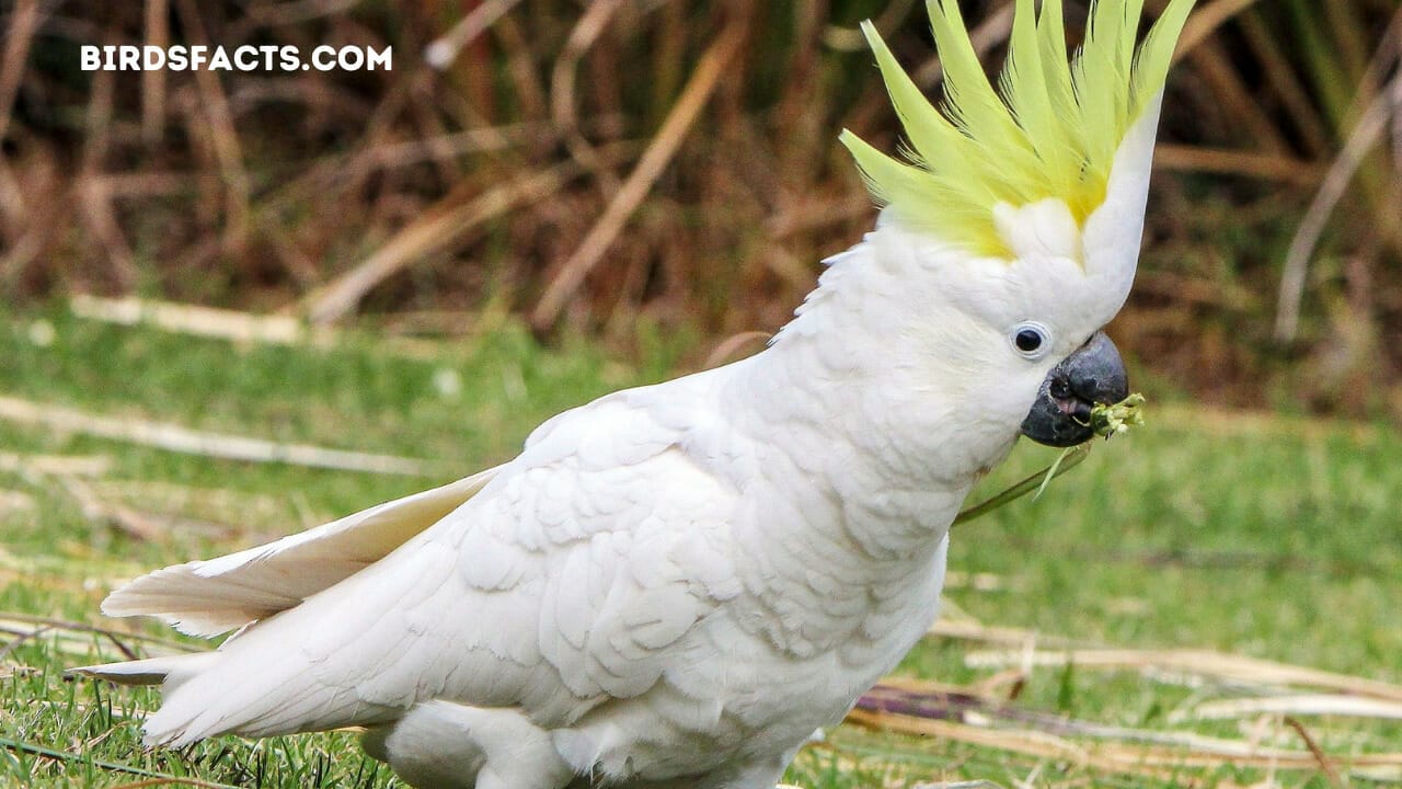 Sulphur-crested Cockatoo