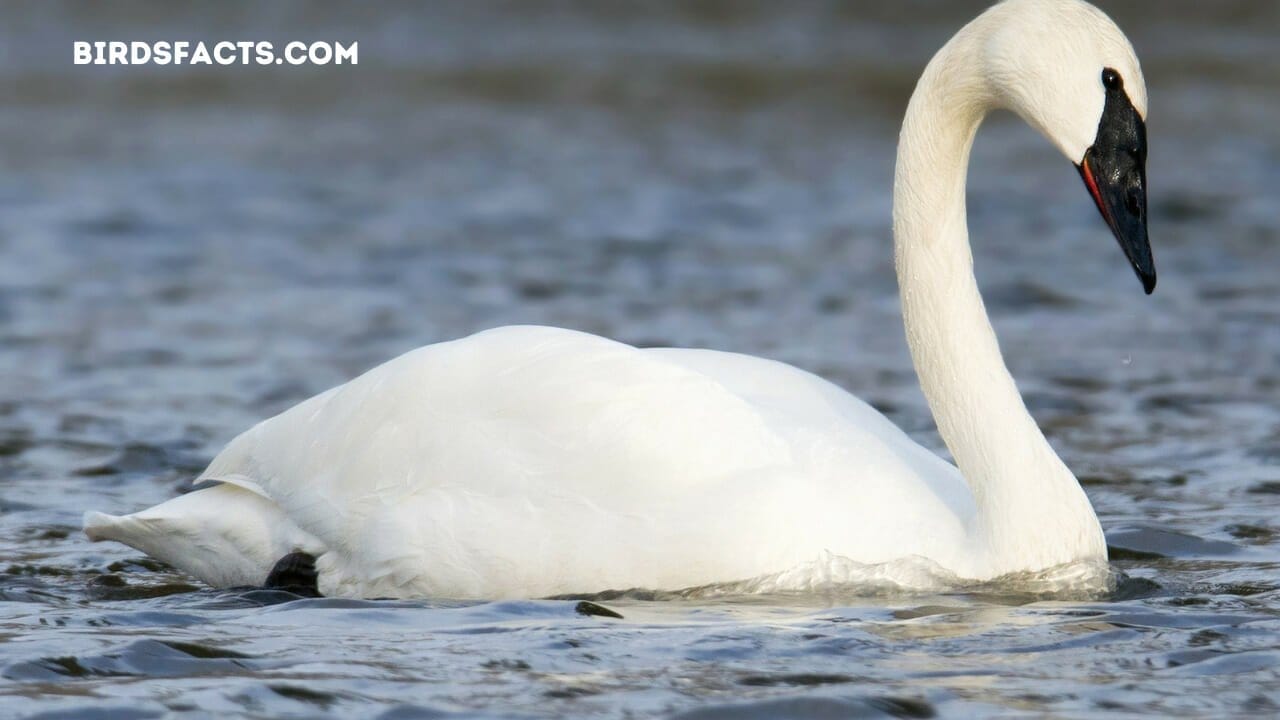 TRUMPETER SWAN