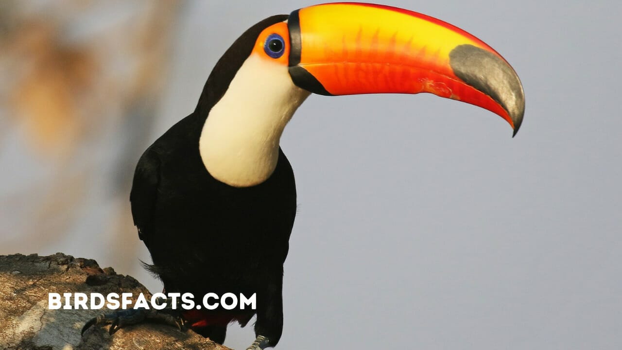 orange beaked birds