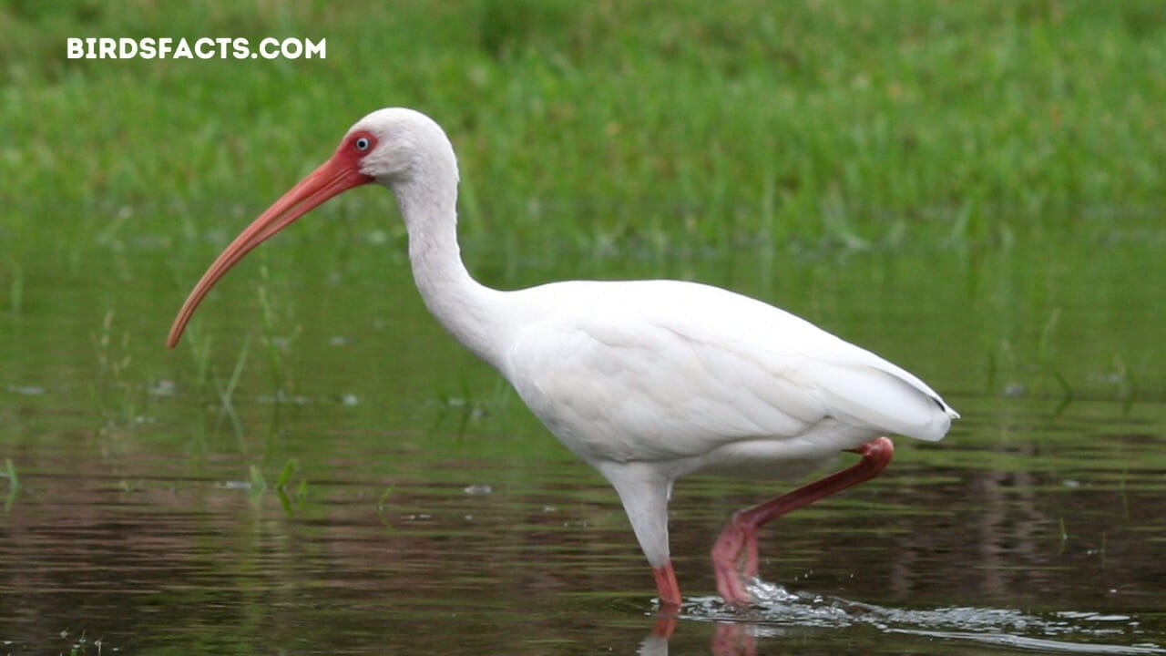 large water bird with long neck