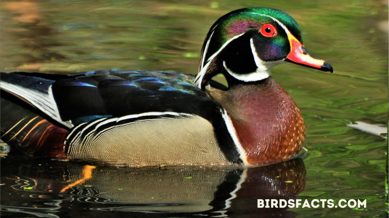 birds with red beak