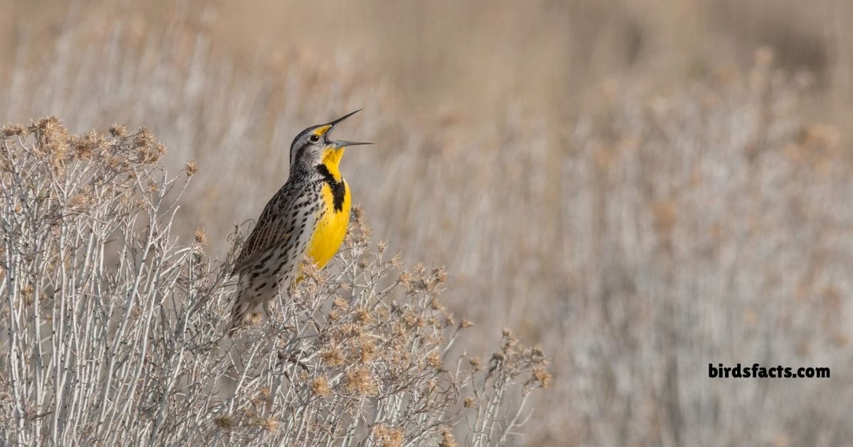 Western Meadowlark