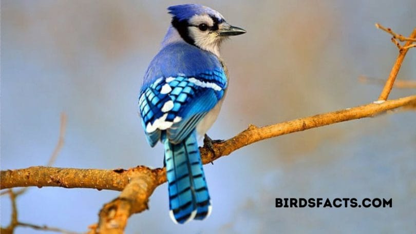 What Does It Mean When A Blue Jay Comes To Visit?