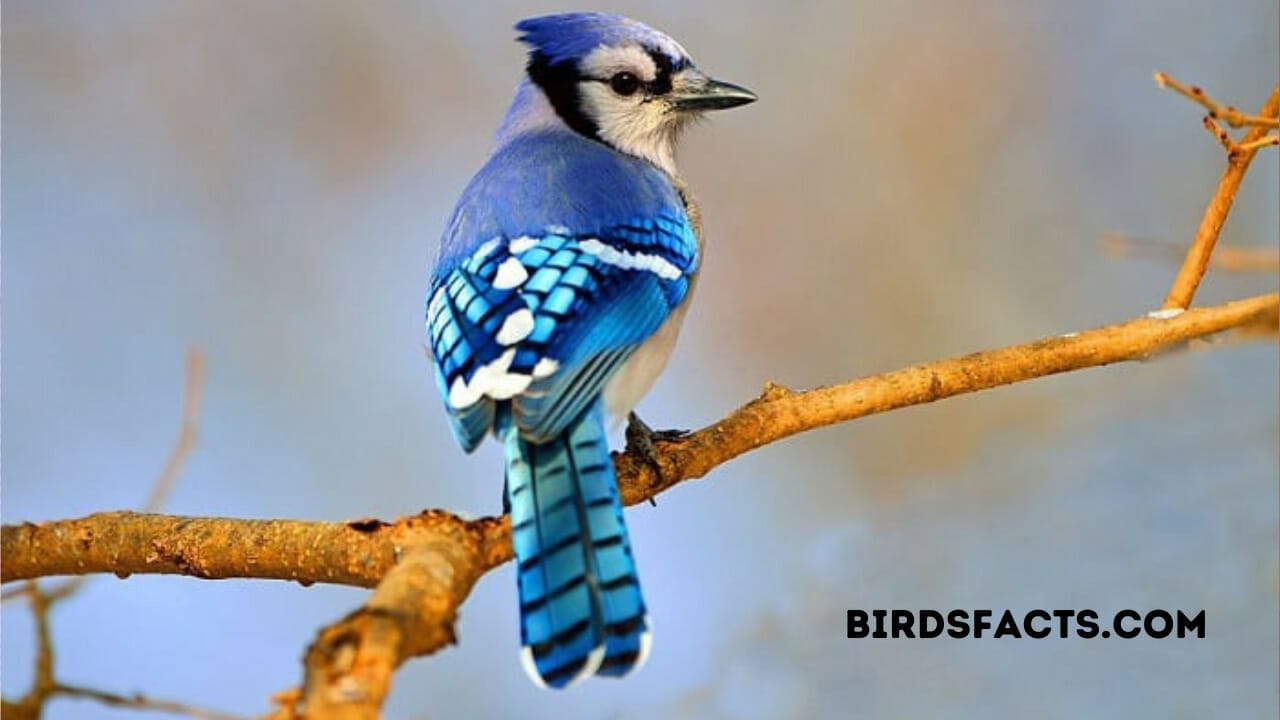 What Does It Mean When A Blue Jay Comes To Visit? What Does It Mean When A Blue Jay Comes To Visit?