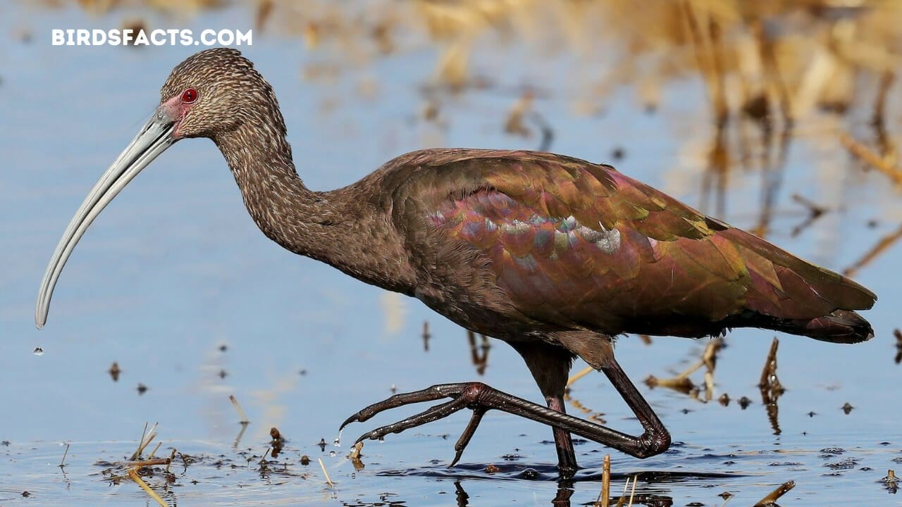 it has a long neck a name of a bird