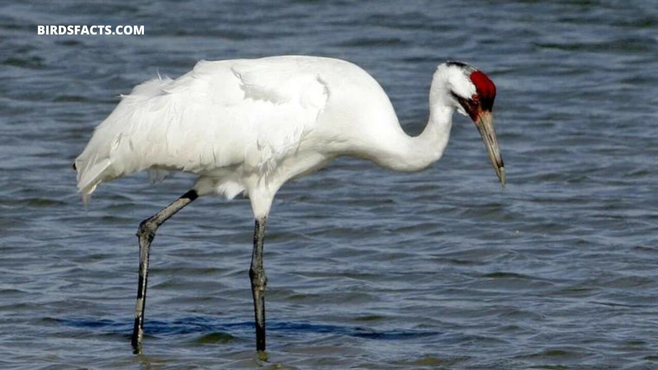 Whooping Crane