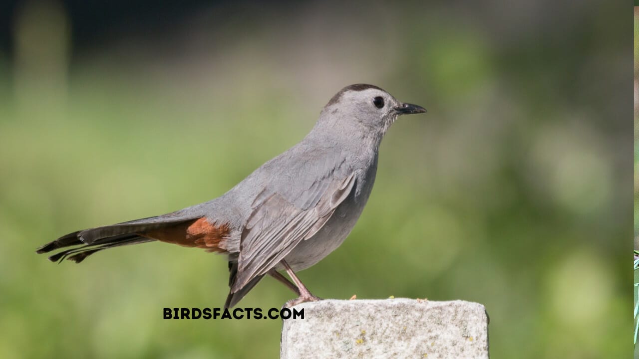 Why is a mockingbird called a catbird?