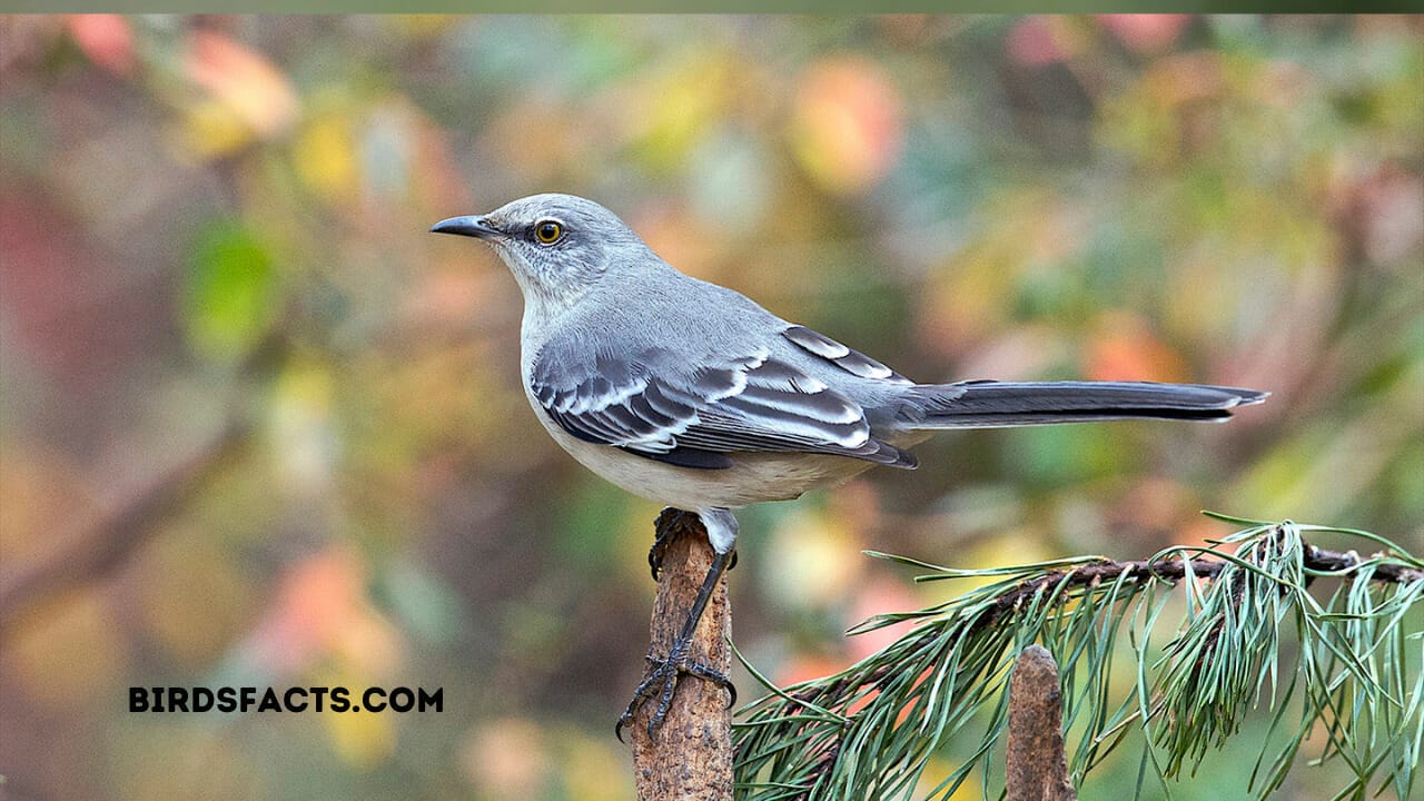 Why is a mockingbird called a mockingbird?