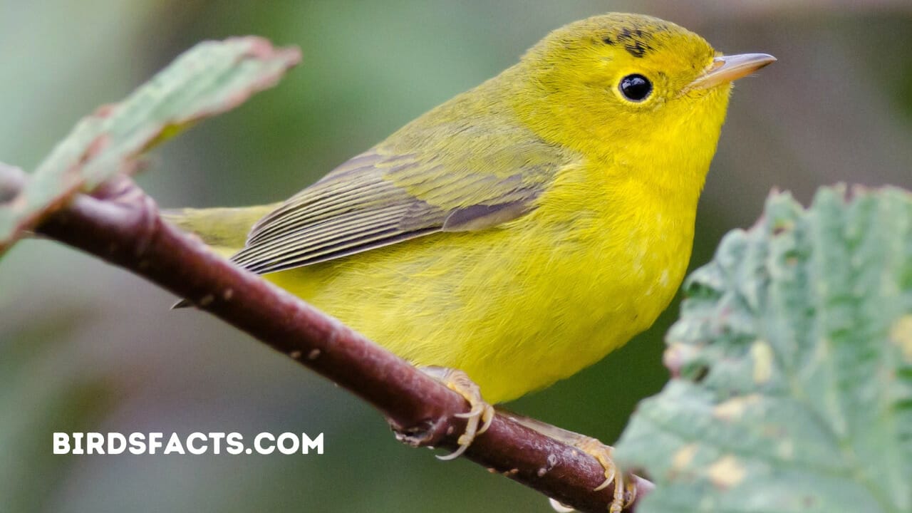 small birds in florida