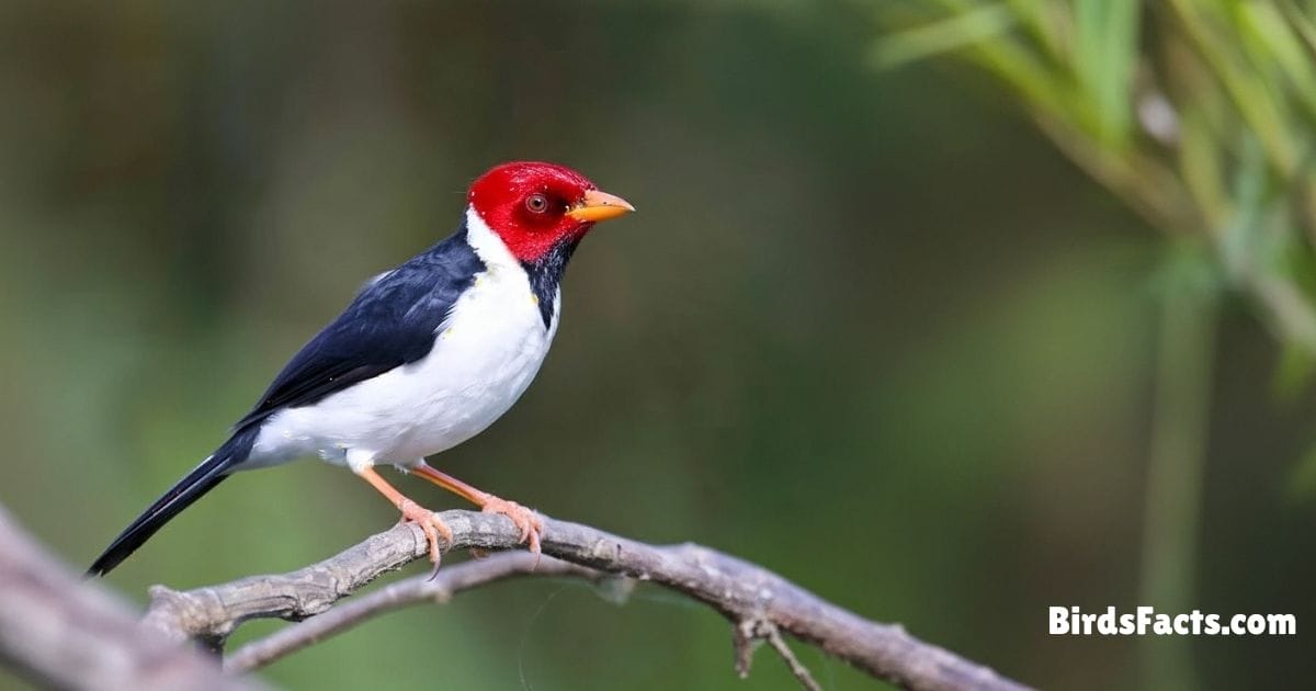 Yellow Billed Cardinal Perched On Branch Showing Bright Red Head White Belly Black Wings And Yellow Beak