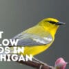 25 Best Yellow Birds In Michigan – Birds Fasts