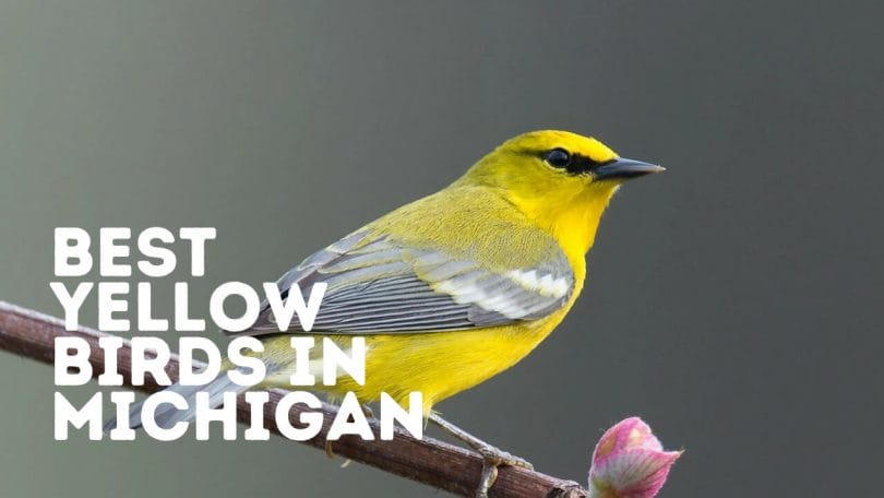 Yellow Birds In Michigan