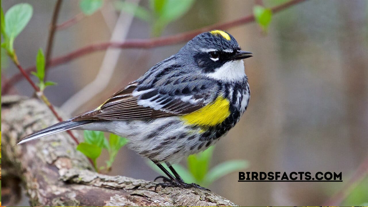 black and yellow bird michigan