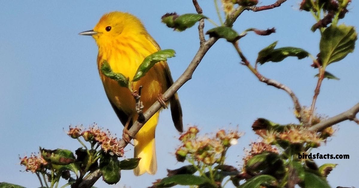 Yellow Warbler