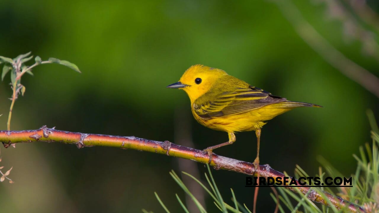 small yellow birds in michigan