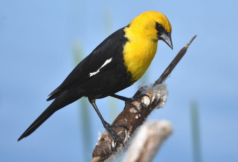 yellow and black bird missouri