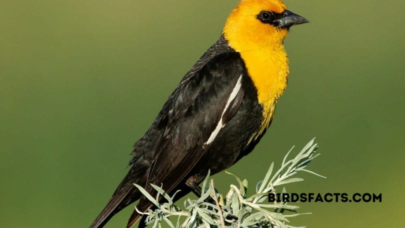female yellow-headed blackbird