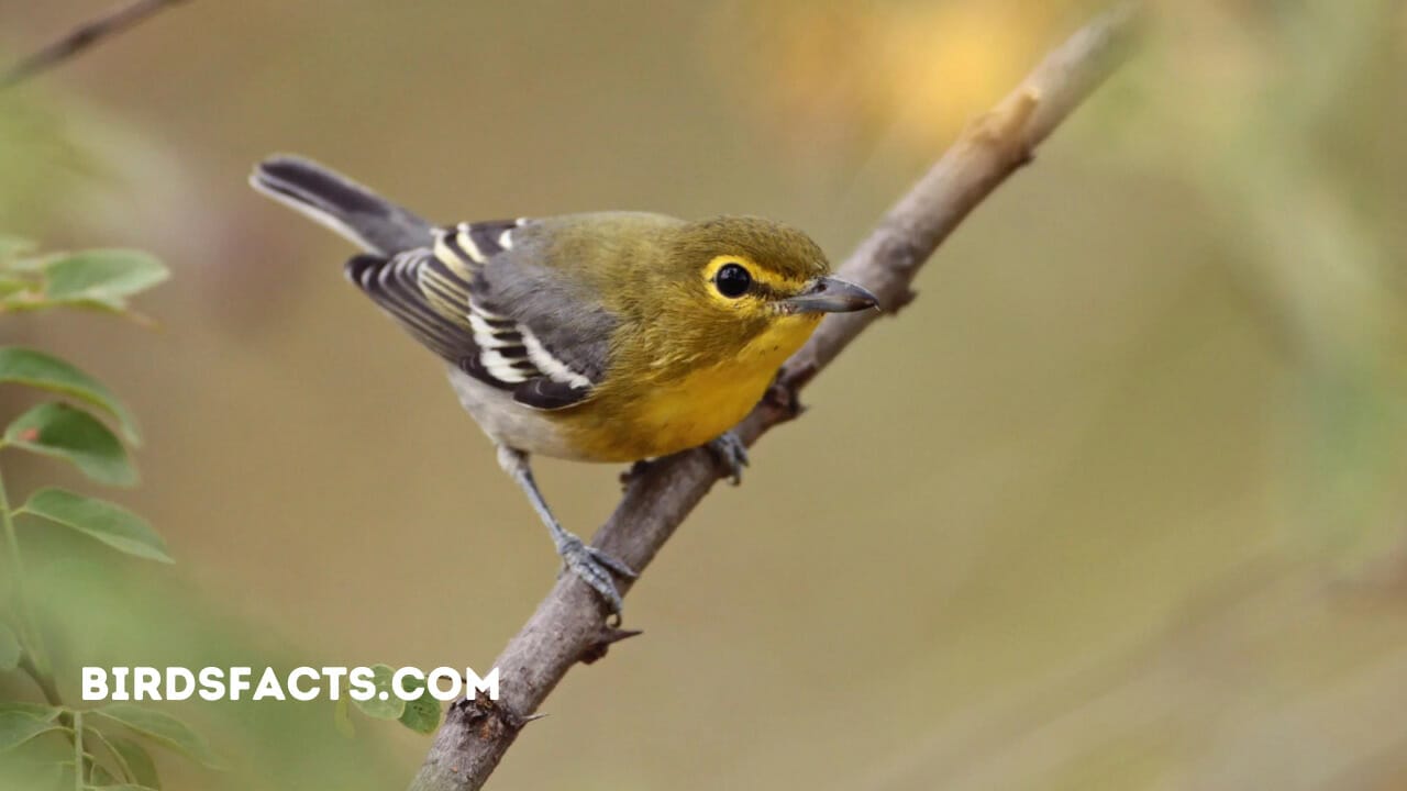 yellow throated vireo vs pine warbler